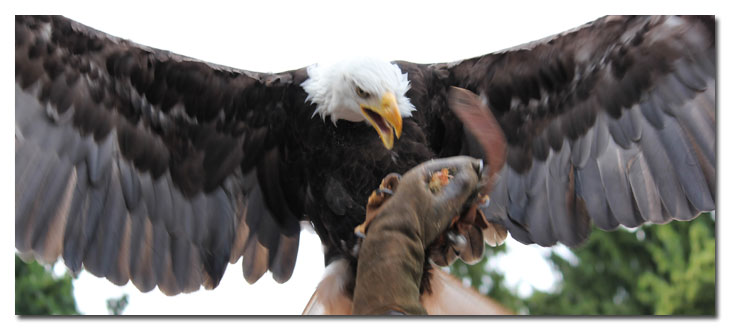 Vogelpark Steinen